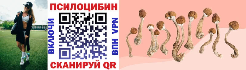 закладка  Верхоянск  Галлюциногенные грибы Psilocybe 